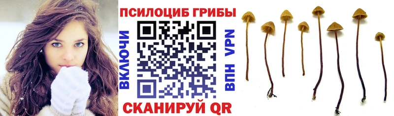 купить наркоту  Звенигово  Псилоцибиновые грибы MAGIC MUSHROOMS 